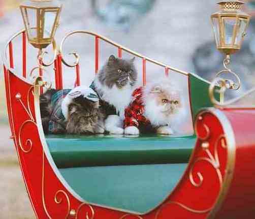 White brown and black Persian cats on Christmas