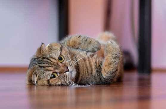 Scottish kitten inclined on floor