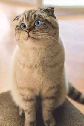 Scottish fold Munchkin cat