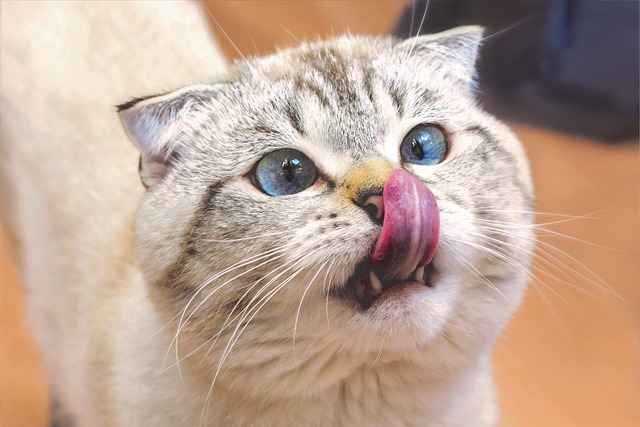 White cat in licking her nose