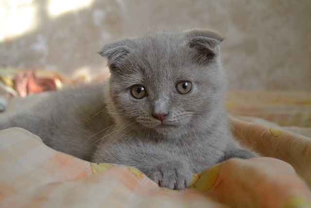 Short innocent white scottish cat