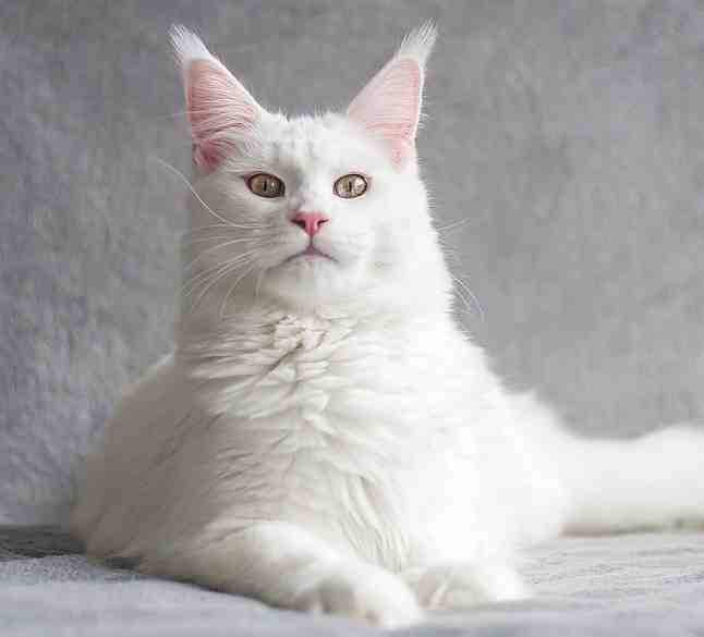 White Maine Coon Cat