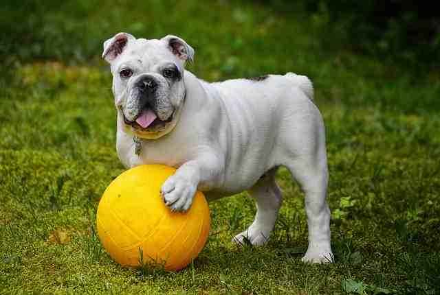 American bulldog and Pitbull mixed.