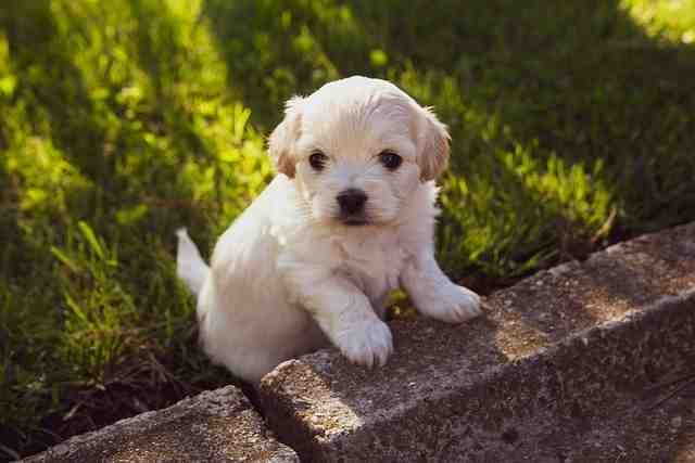 American bulldog pitbull puppies