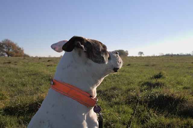 A cute dog on a hiking trail