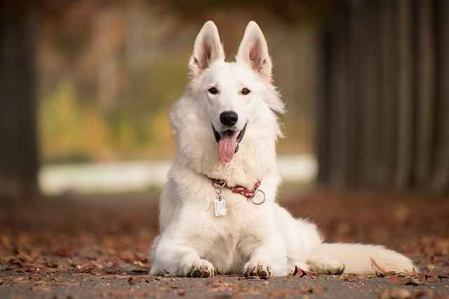 German Shepherd Lab Mix