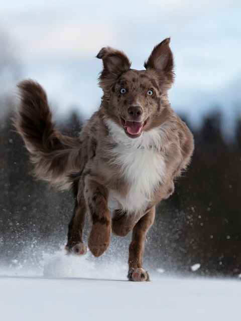 Shephard lab mix in snow