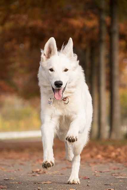 German shepherd while running