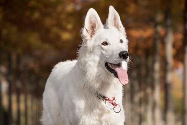 A white dog