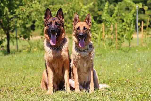 male and female dog standing in a meadow