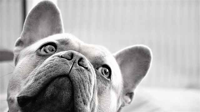 Angry French bulldog