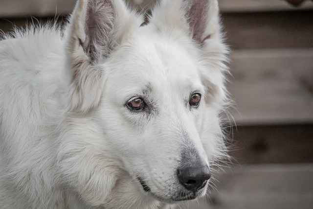 confused white dog