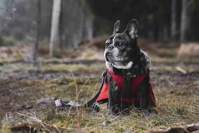 Dressed Black and White French Bulldog