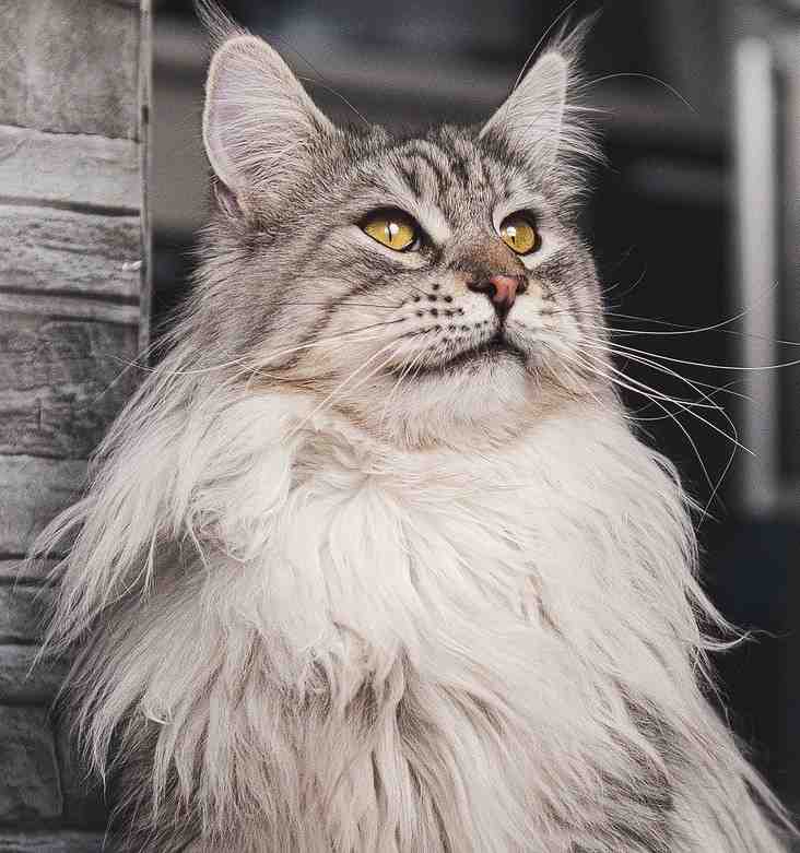 Fluffy brown European cat