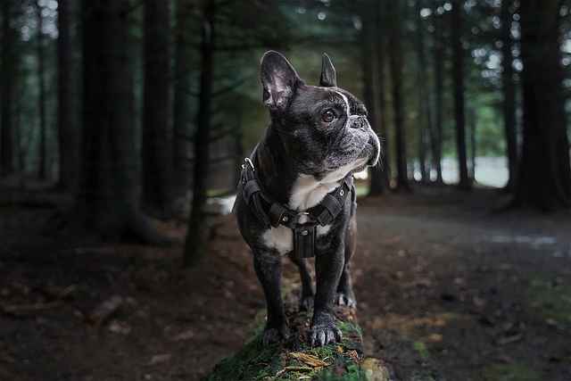 French bulldog in dark