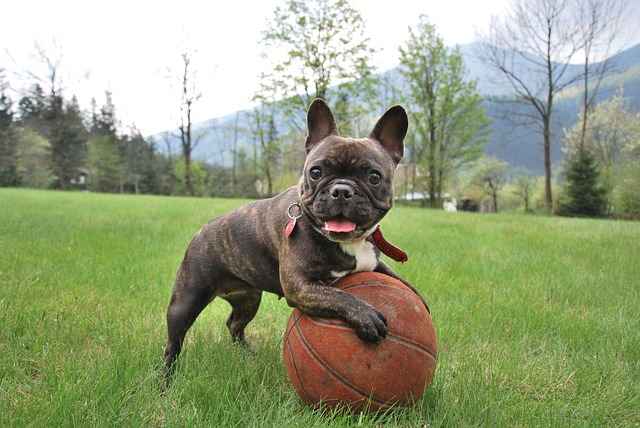 French bulldog playing basketball