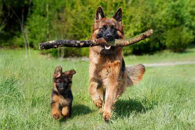 Shepherd dog with puppy