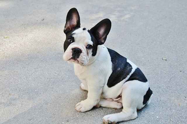 White French bulldog with black patches