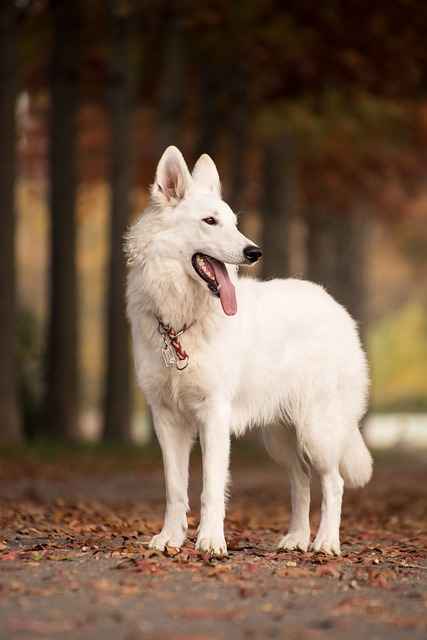 Young energetic German dog